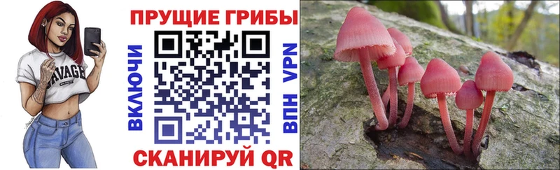 Псилоцибиновые грибы Psilocybine cubensis  Островной 